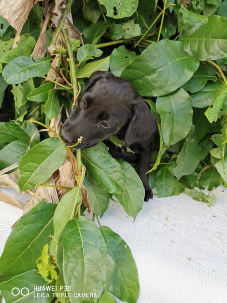 Daphnis, Mâle, X Berger, né le 15/01/2026