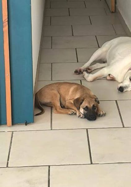 Baïko, Mâle, X Berger, né le 08/12/2025 🐶