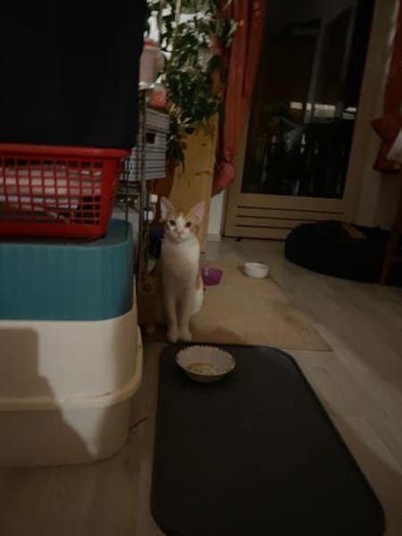 Zuhause gesucht für Lefteris