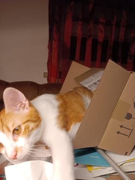 Zuhause gesucht für Lefteris