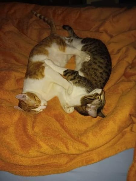 Zuhause gesucht für Lefteris