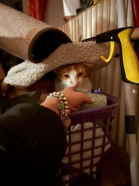 Zuhause gesucht für Lefteris