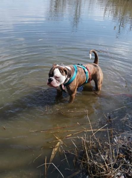 Unser Tyson - unsicher und sensibel