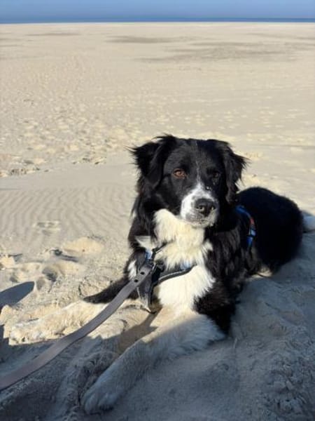 Mailow - schlau und schön