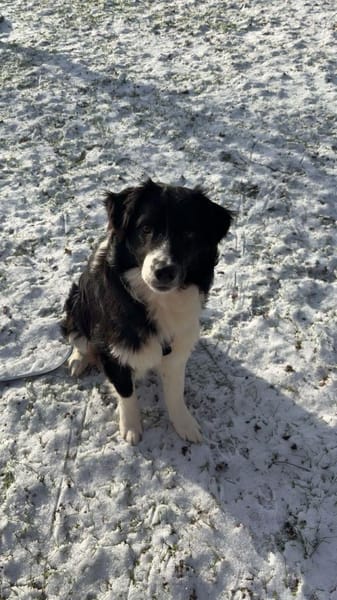 Mailow - schlau und schön