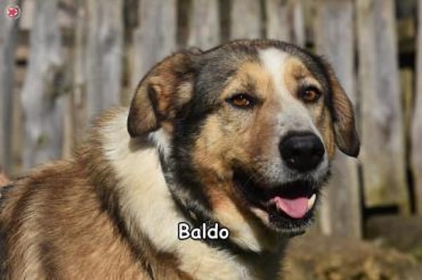 BALDO