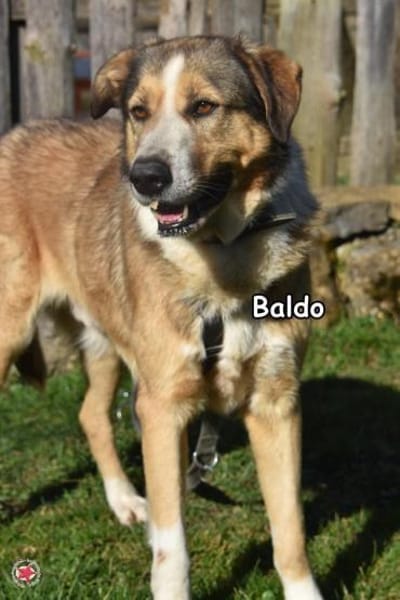 BALDO