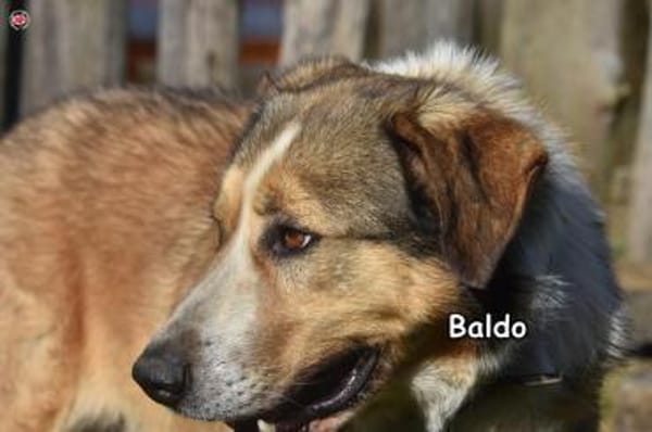 BALDO