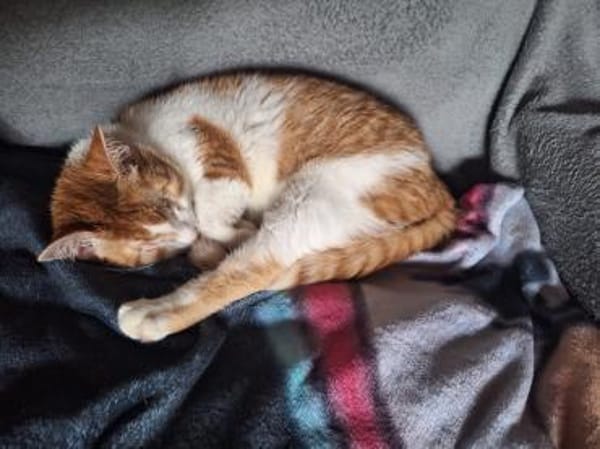 Zuhause gesucht für Lillyfee