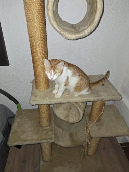 Zuhause gesucht für Lillyfee