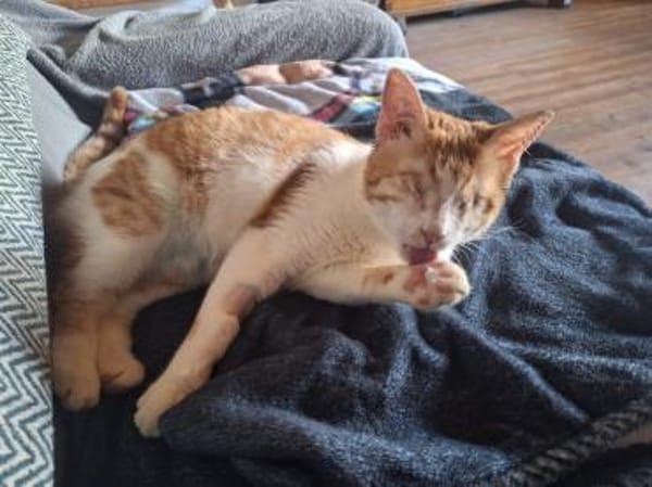 Zuhause gesucht für Lillyfee