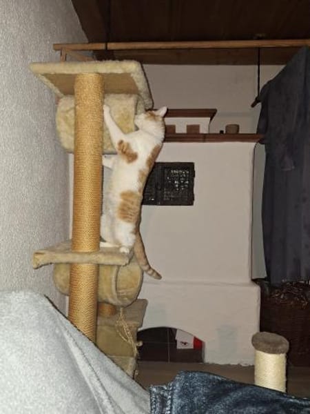 Zuhause gesucht für Lillyfee