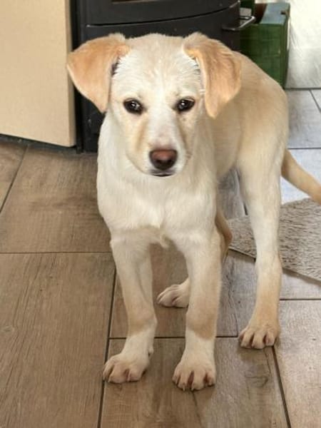 Lumi   zarte Seele sucht ihr Glück