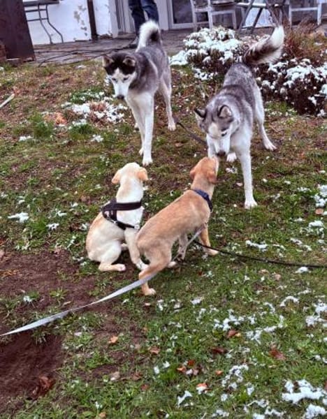 Lumi   zarte Seele sucht ihr Glück