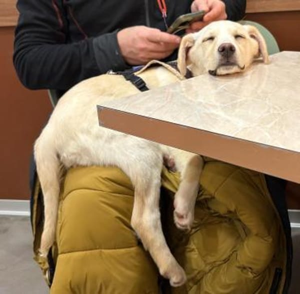 Lumi   zarte Seele sucht ihr Glück