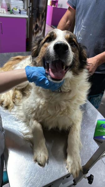 Wuschel-Kuschelmonsterchen Fleur