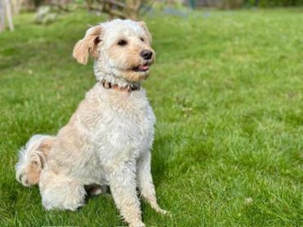 Cesare sucht Zuhause ohne kleine Kinder