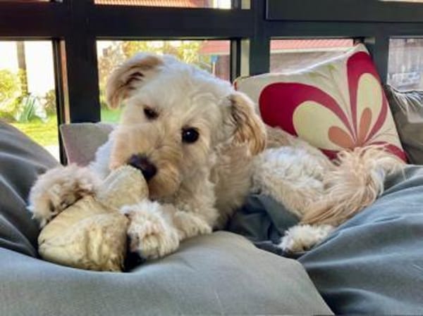 Cesare sucht Zuhause ohne kleine Kinder