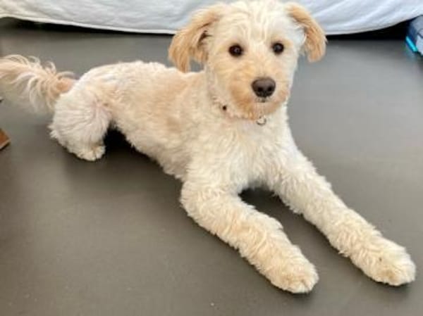 Cesare sucht Zuhause ohne kleine Kinder