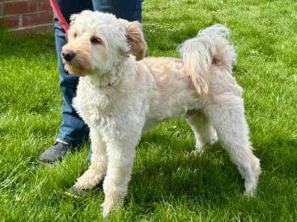 Cesare sucht Zuhause ohne kleine Kinder