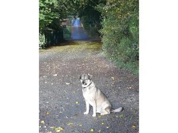 Mabel - wartet in 56379 Oberwies