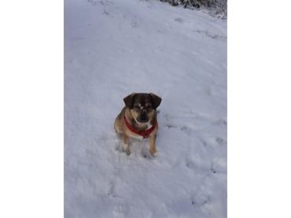 Mabel - wartet in 56379 Oberwies