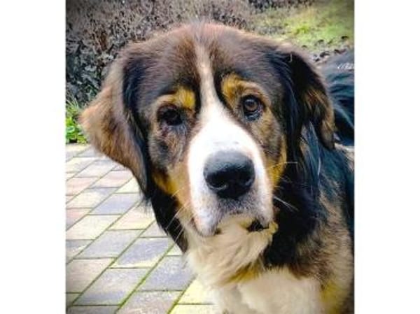 Stropp - wartet in 71729 Erdmannshausen