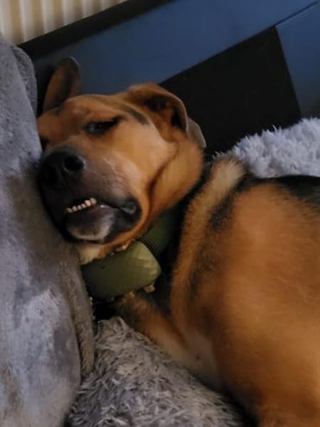 Zuhause gesucht für Minou