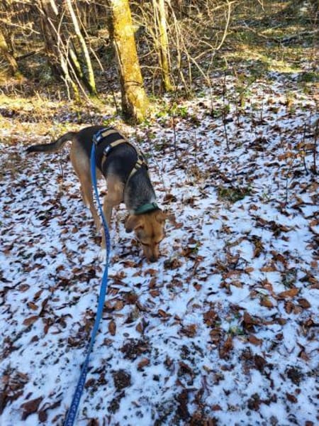 Zuhause gesucht für Minou