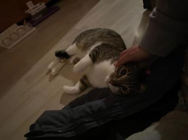 Zuhause gesucht für Manni