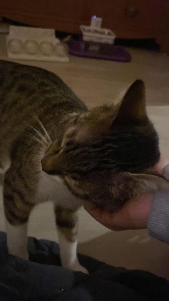 Zuhause gesucht für Manni