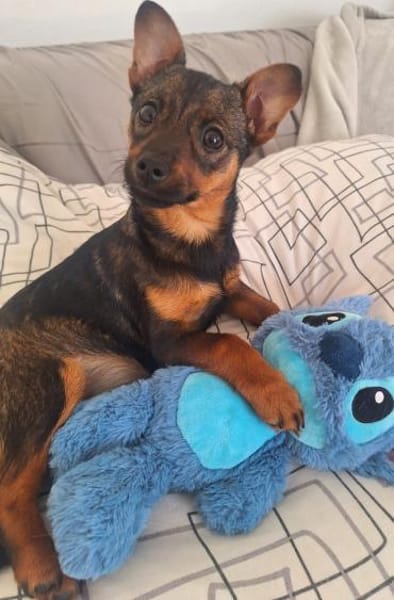 Auri möchte Zweithund sein