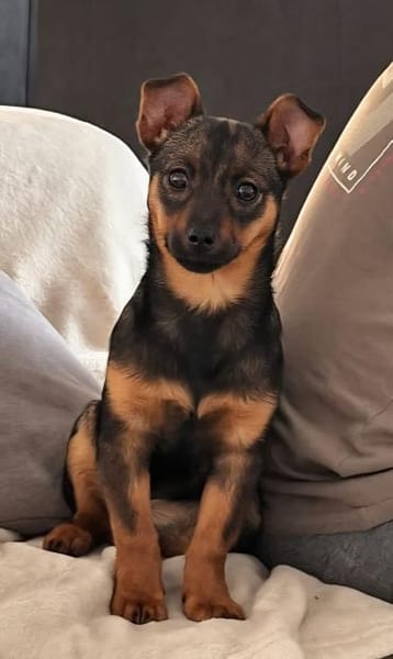 Auri möchte Zweithund sein