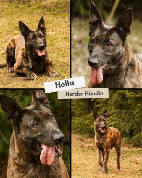 Hella - freundliche, liebevolle Hündin