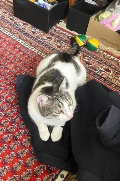 Akira 💗 wartet in 44809 Bochum