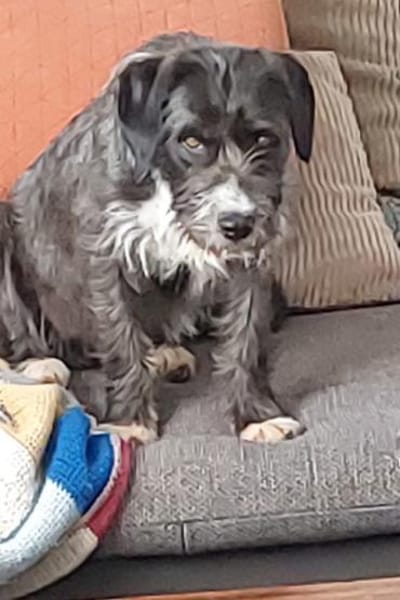 Alani 💗 wartet in 90530 Wendelstein