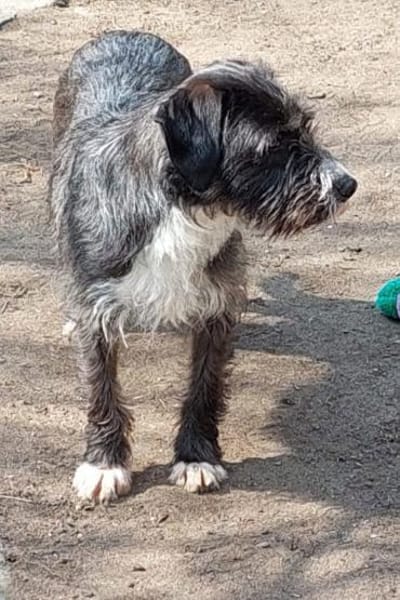 Alani 💗 wartet in 90530 Wendelstein