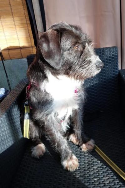 Alani 💗 wartet in 90530 Wendelstein