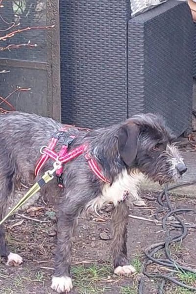 Alani 💗 wartet in 90530 Wendelstein