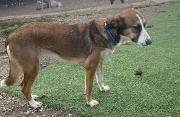 KETTY wünscht sich ihr eigenes Zuhause