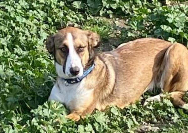 KETTY wünscht sich ihr eigenes Zuhause