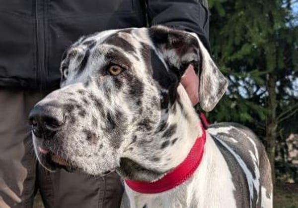 Dacota - unsere sanfte Schönheit