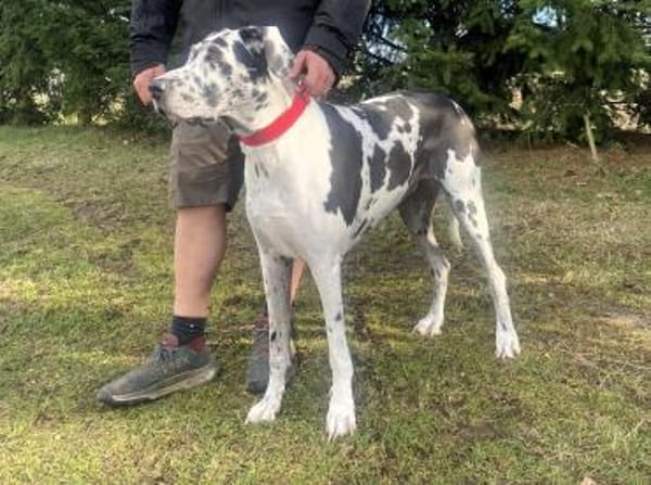 Dacota - unsere sanfte Schönheit