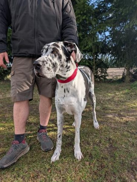 Dacota - unsere sanfte Schönheit