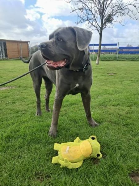 bildschönes CC Mädchen Bonnie