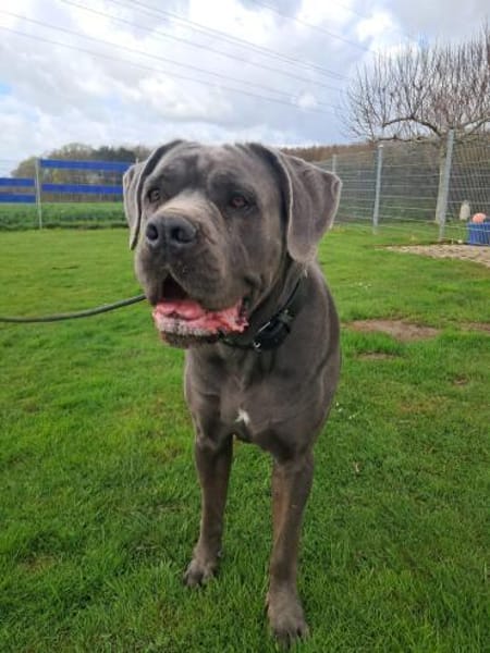 bildschönes CC Mädchen Bonnie