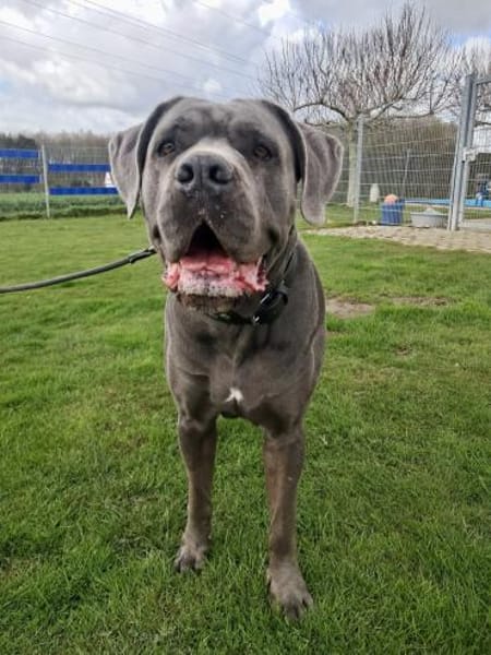 bildschönes CC Mädchen Bonnie