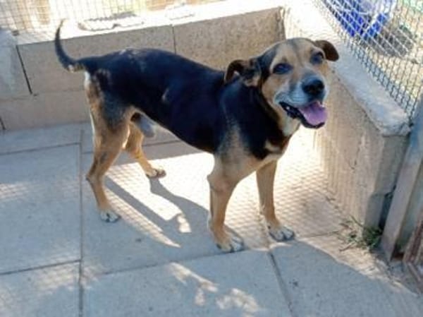 Nehmen Sie Butz bei sich auf?