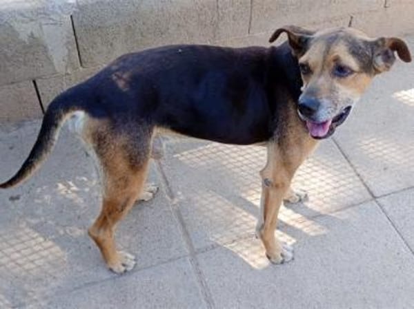 Nehmen Sie Butz bei sich auf?