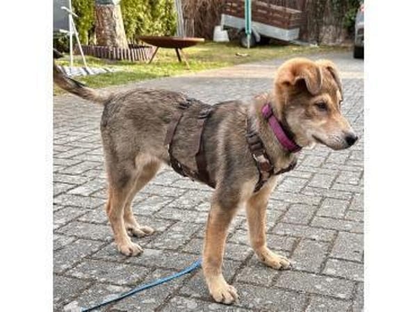 Mayli2 - wartet in 15848 Beeskow